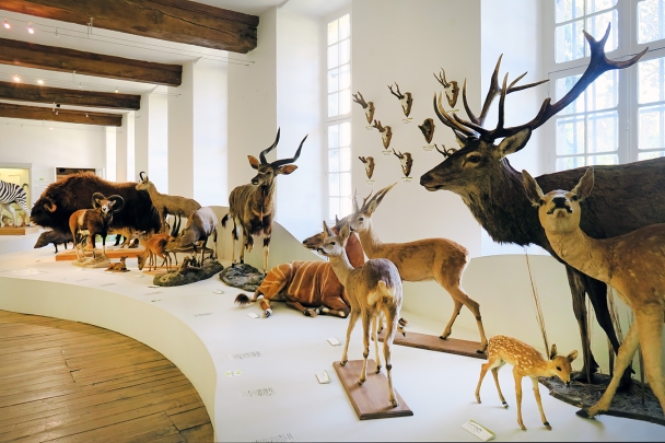 museum de histoire naturelle troyes 8-2025 2787